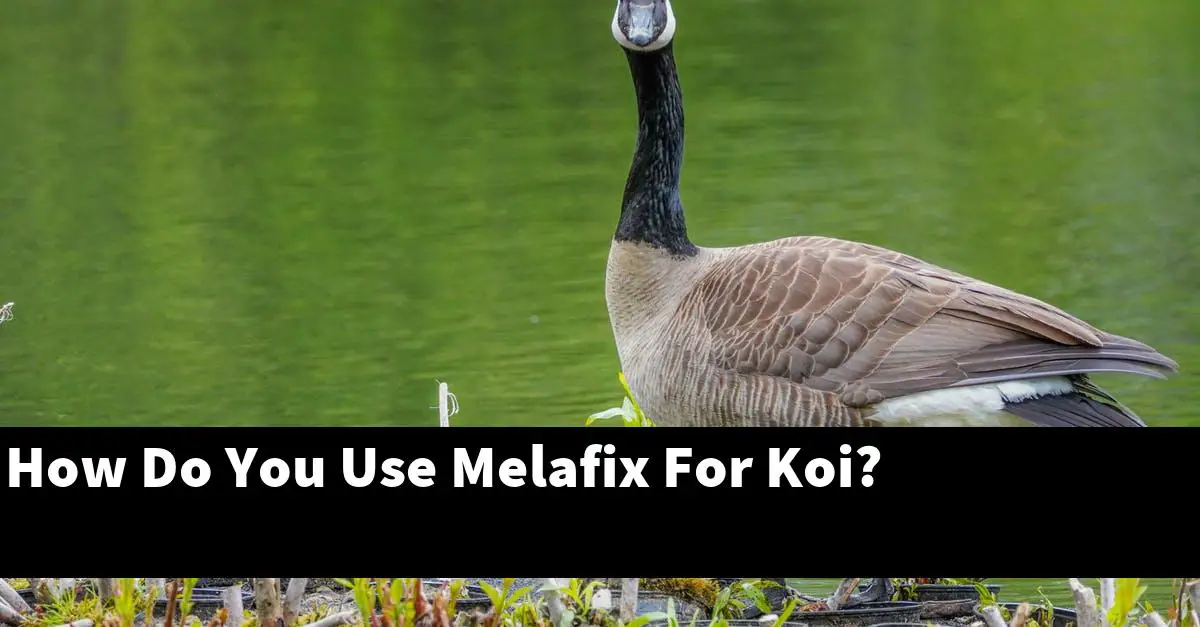 How Do You Use Melafix For Koi?