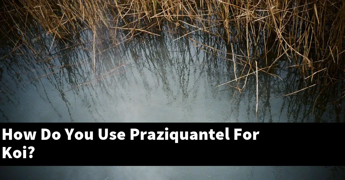 How Do You Use Praziquantel For Koi?