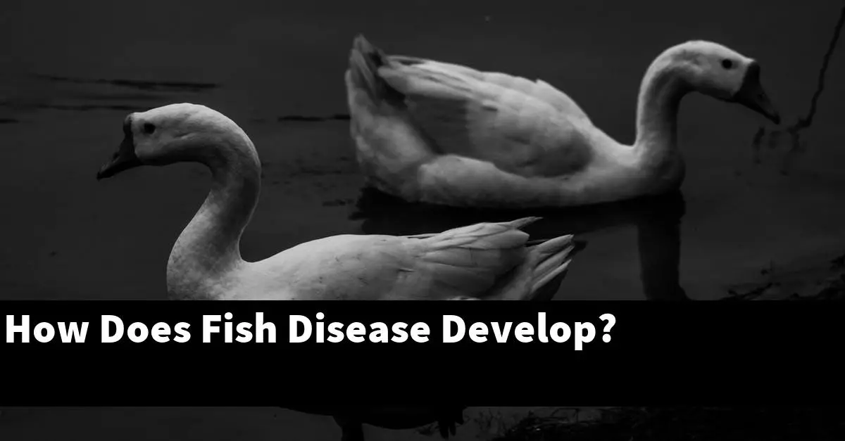 How Does Fish Disease Develop?