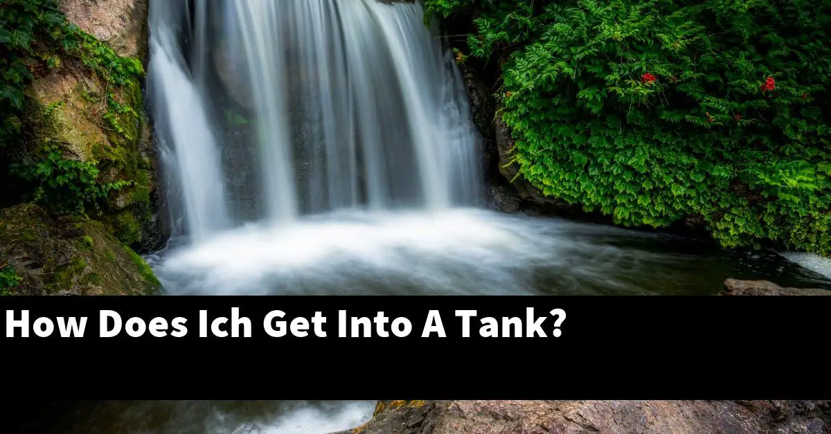 How Does Ich Get Into A Tank?