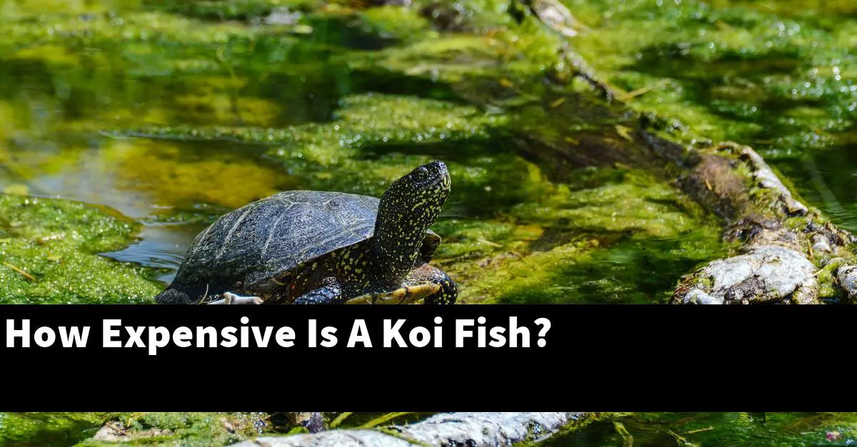 How Expensive Is A Koi Fish?