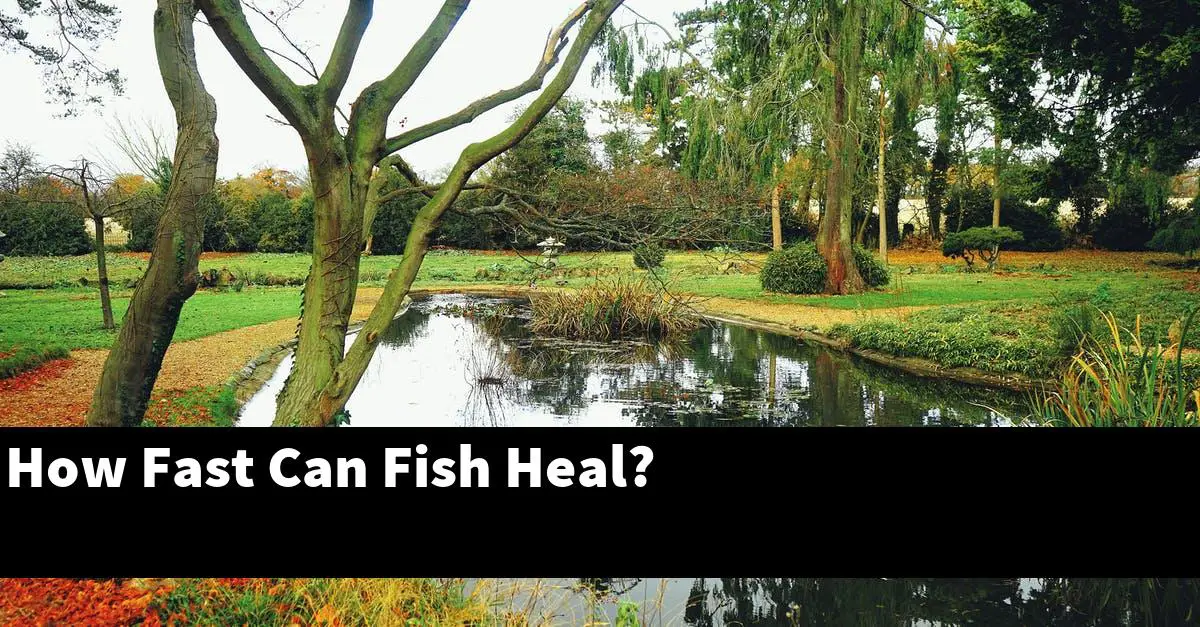 How Fast Can Fish Heal?