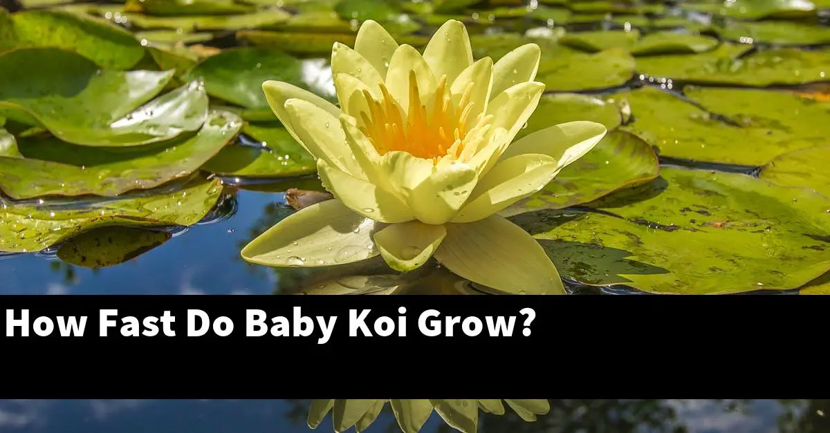 How Fast Do Baby Koi Grow?
