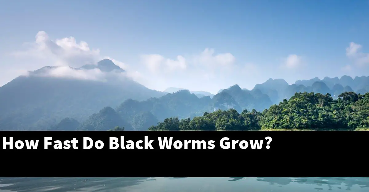 How Fast Do Black Worms Grow?