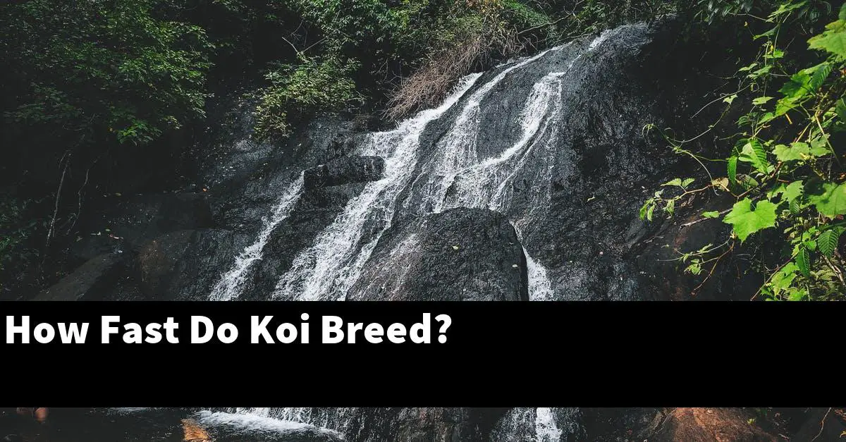 How Fast Do Koi Breed?