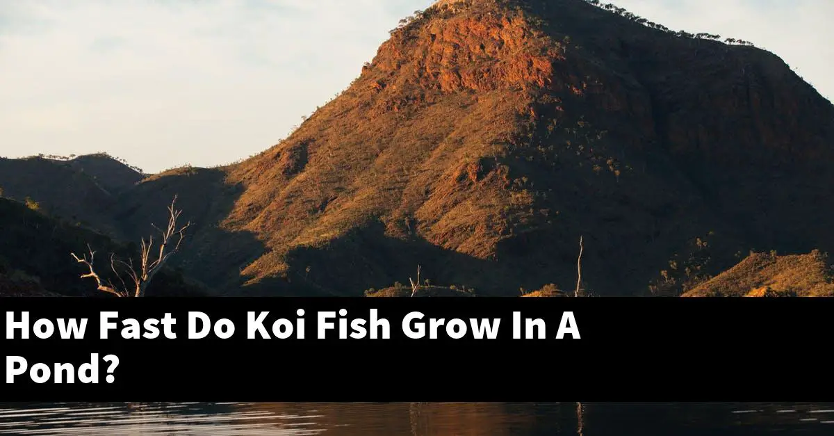 How Fast Do Koi Fish Grow In A Pond?