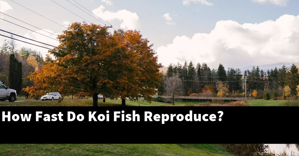 How Fast Do Koi Fish Reproduce?