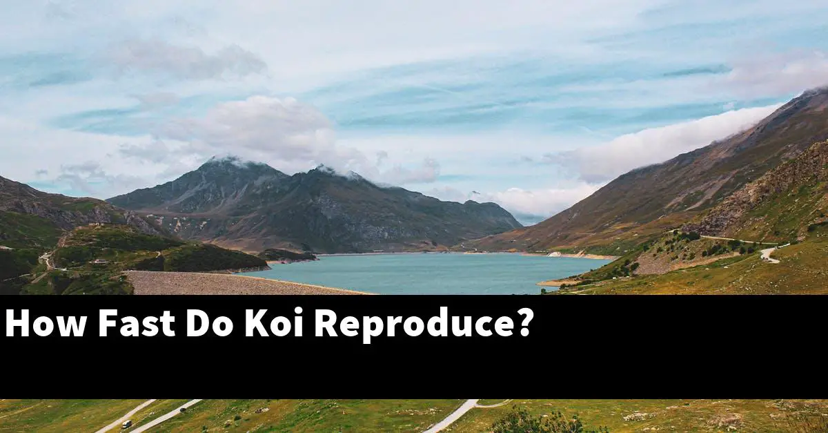 How Fast Do Koi Reproduce?