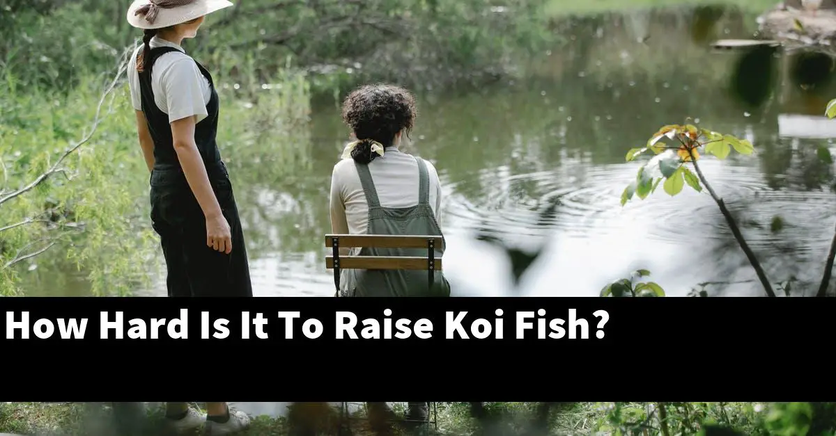 How Hard Is It To Raise Koi Fish?