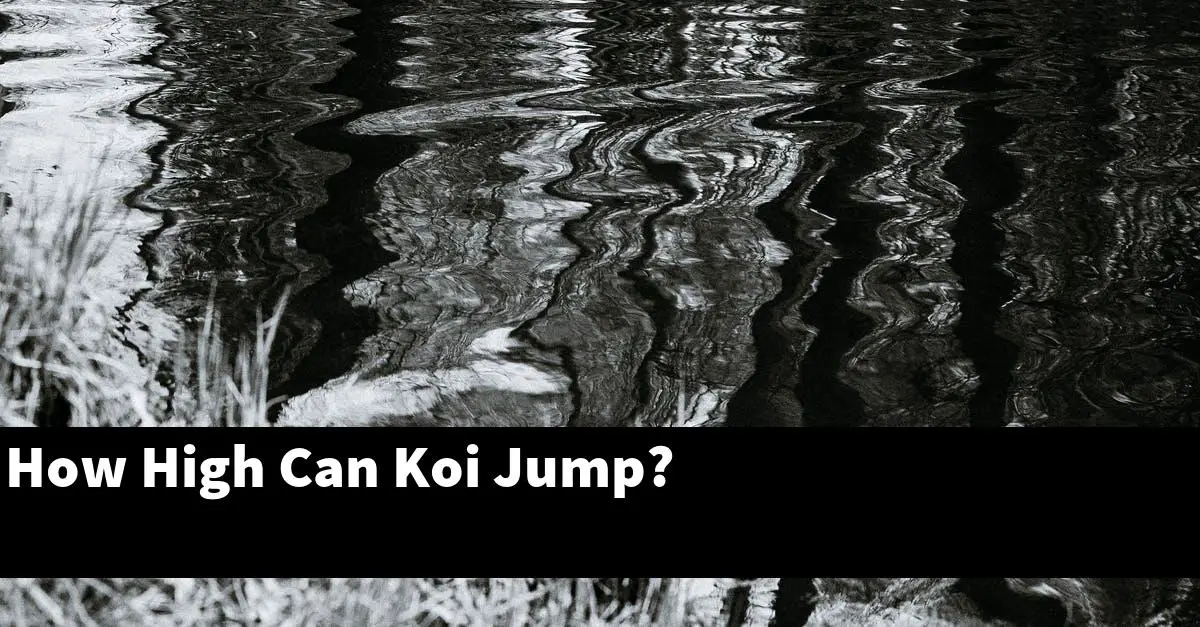 How High Can Koi Jump?