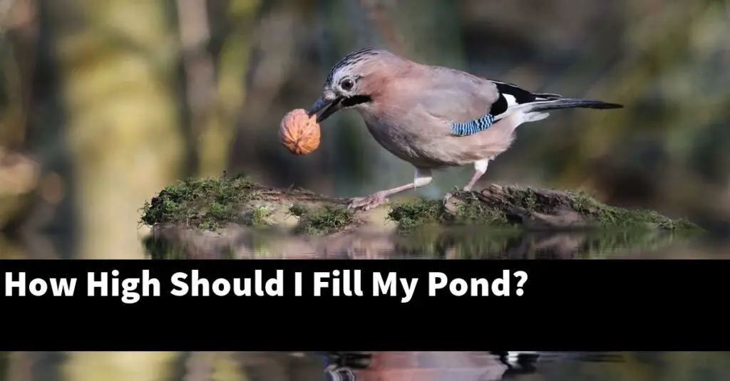 How High Should I Fill My Pond? [2022 Guide] Gold Koi Fish