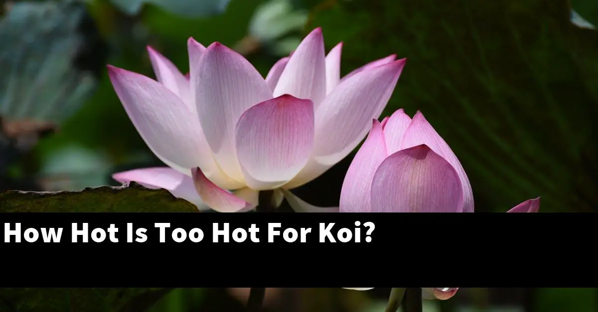 How Hot Is Too Hot For Koi?