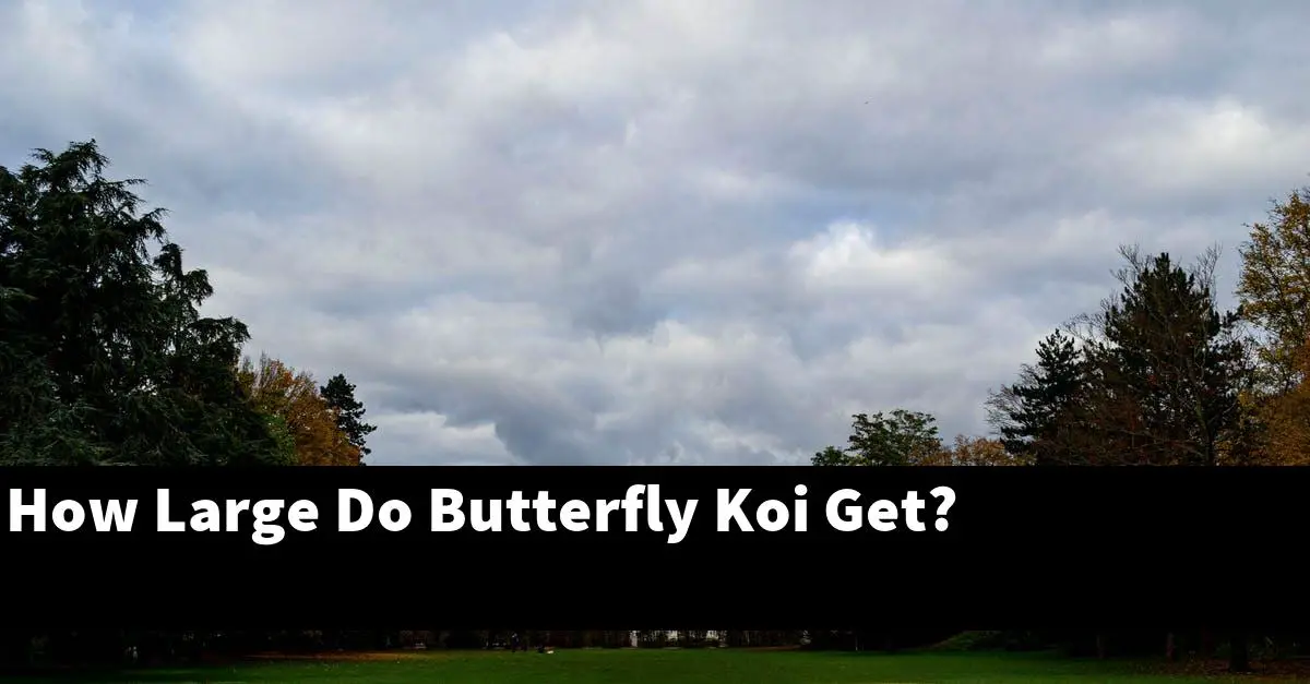 How Large Do Butterfly Koi Get?