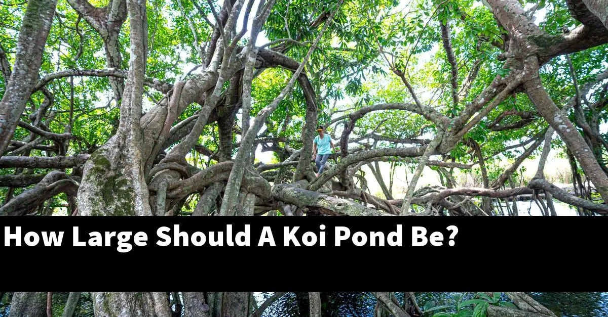 How Large Should A Koi Pond Be?