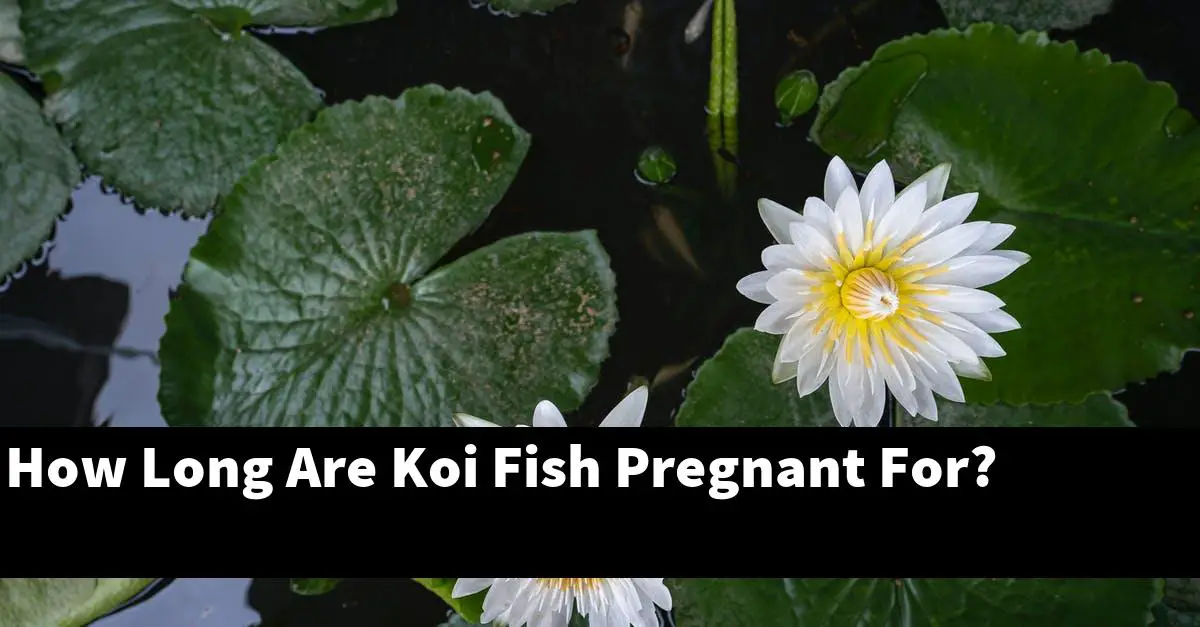 How Long Are Koi Fish Pregnant For?