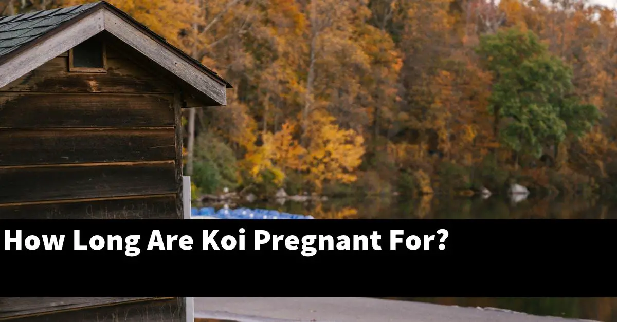 How Long Are Koi Pregnant For?
