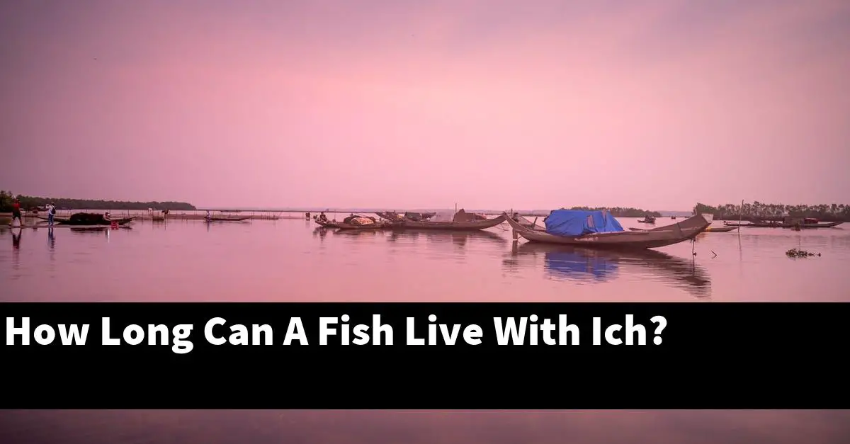 How Long Can A Fish Live With Ich?