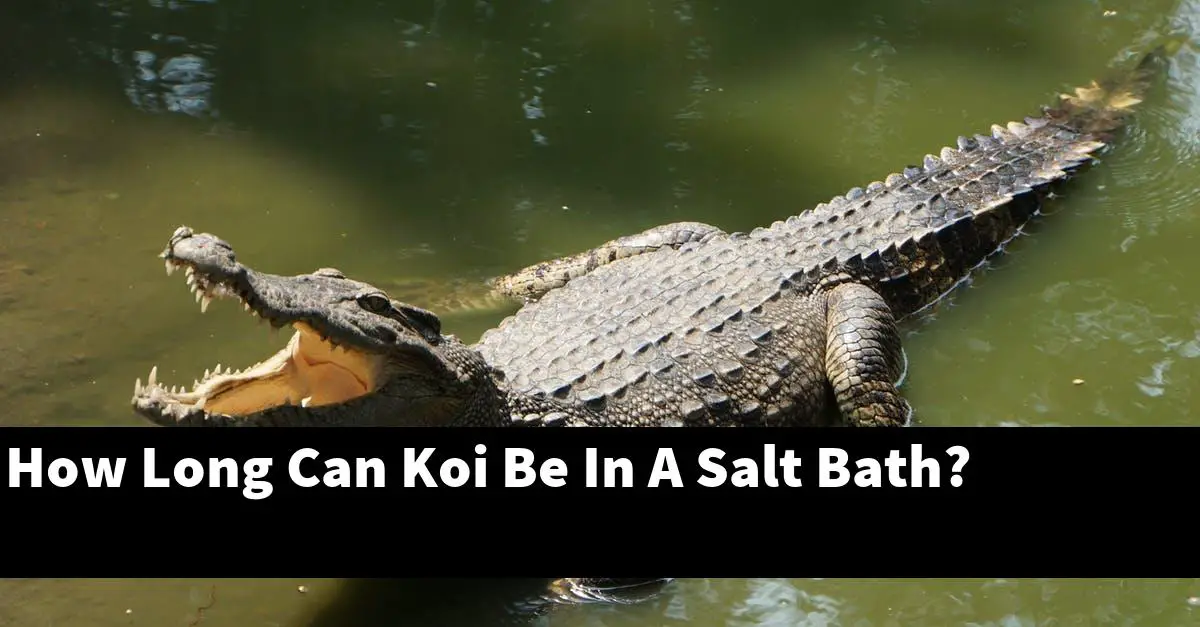 How Long Can Koi Be In A Salt Bath?