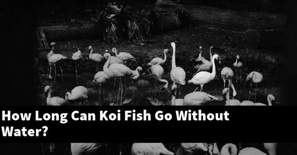 How Long Can Koi Fish Go Without Water? [2024 Guide] Gold Koi Fish
