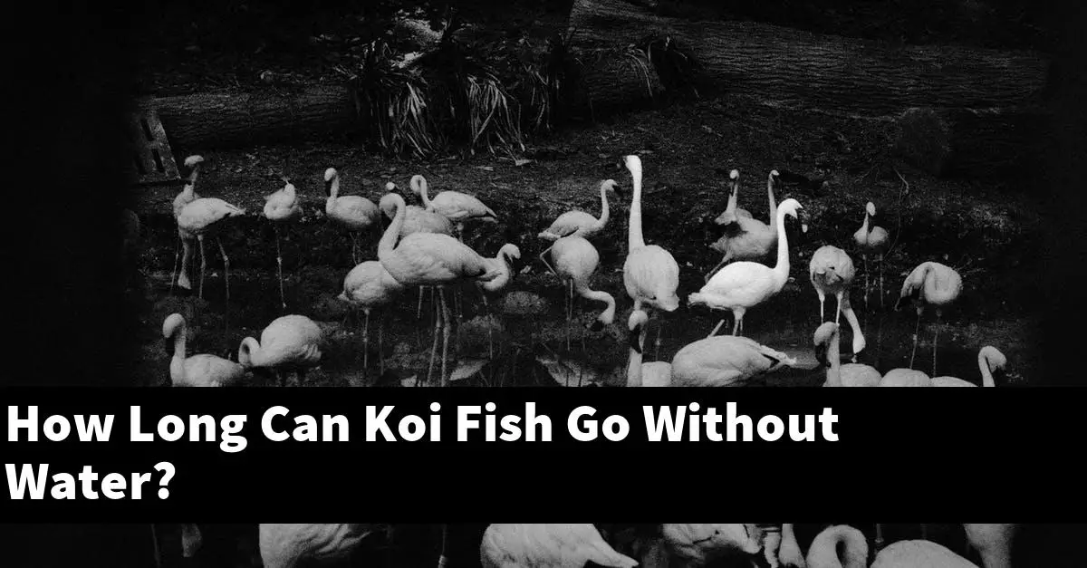 How Long Can Koi Fish Go Without Water?