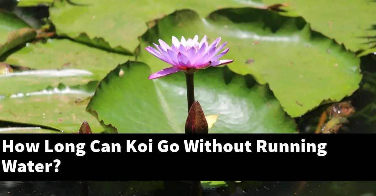 How Long Can Koi Go Without Running Water?
