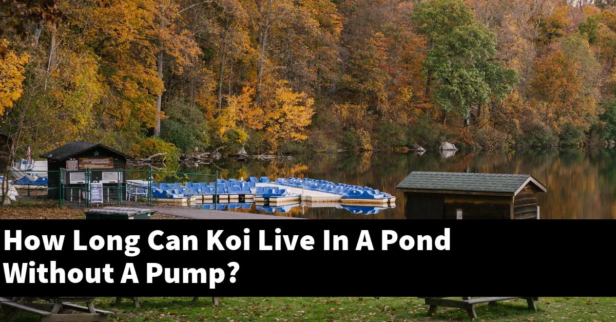 How Long Can Koi Live In A Pond Without A Pump?