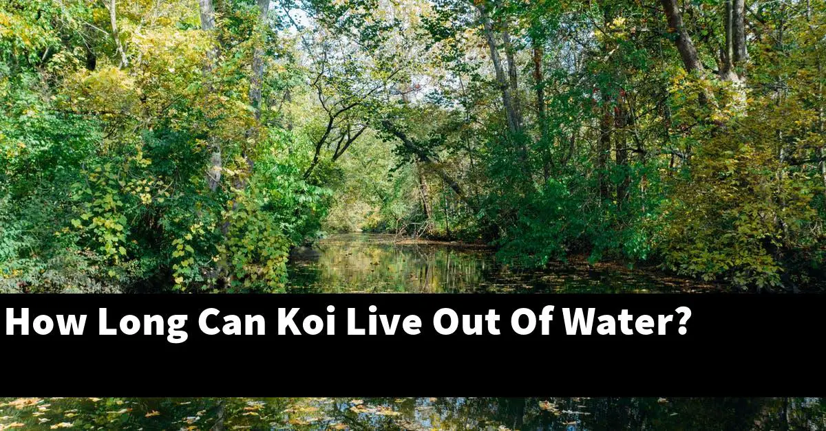 How Long Can Koi Live Out Of Water?