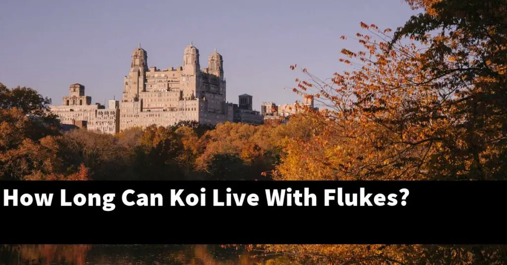 How Long Can Koi Live With Flukes? [2024 Guide] Gold Koi Fish