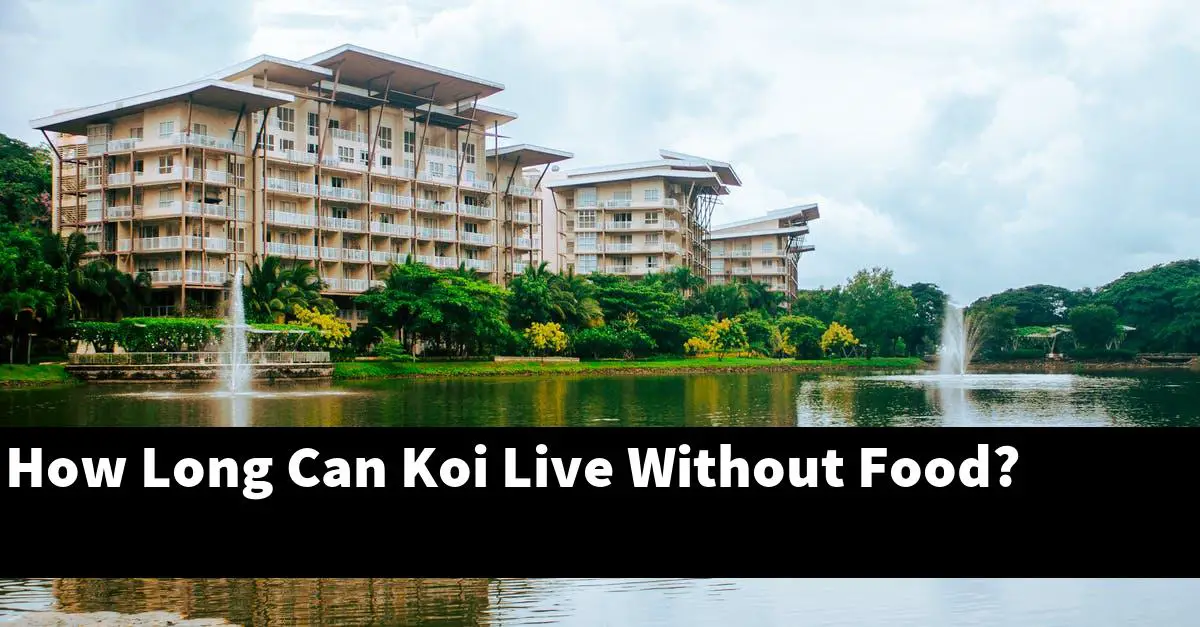 How Long Can Koi Live Without Food?