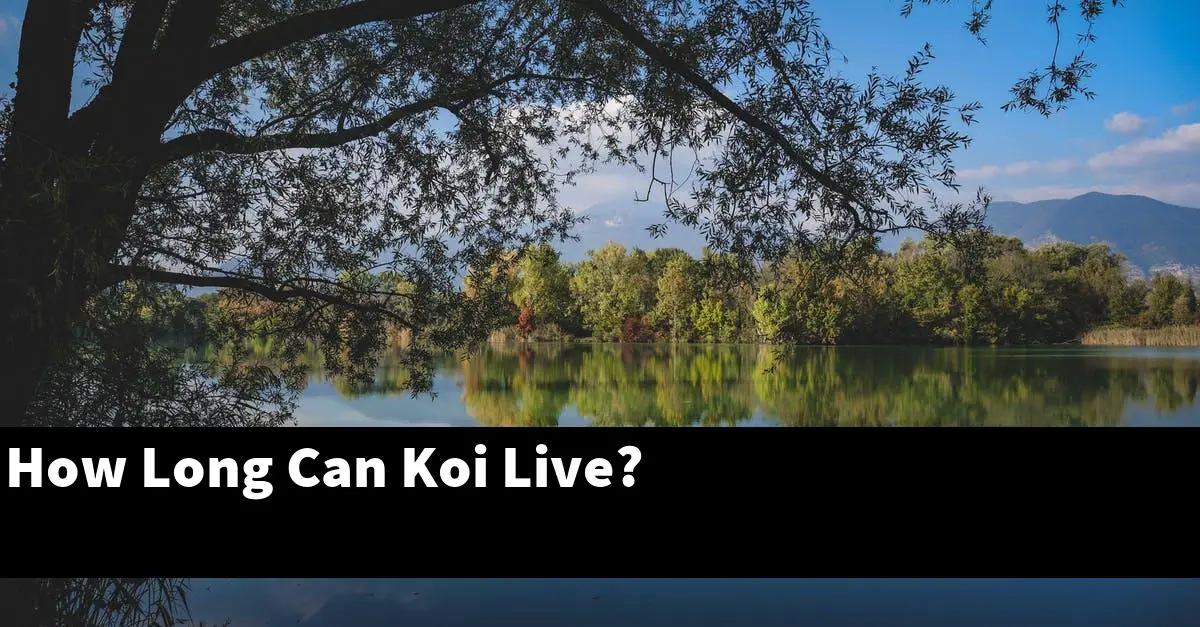 How Long Can Koi Live?