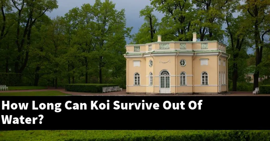 How Long Can Koi Survive Out Of Water? [2024 Guide] Gold Koi Fish