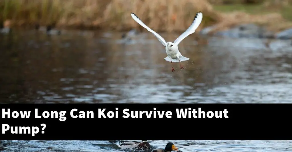 How Long Can Koi Survive Without Pump? [2024 Guide] Gold Koi Fish