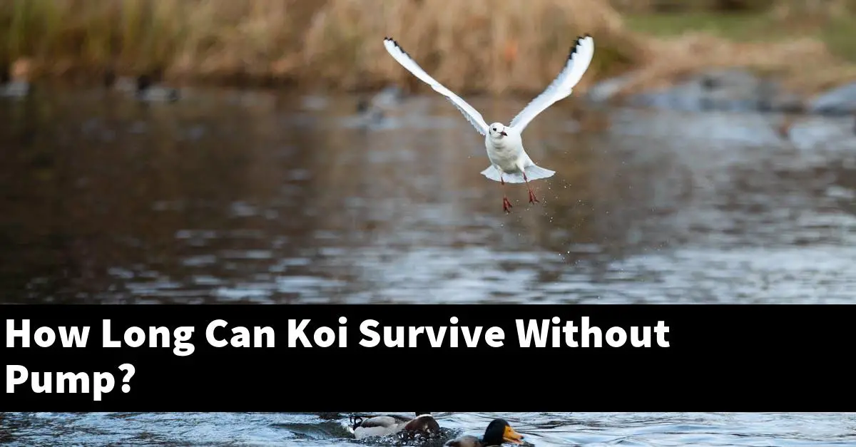 How Long Can Koi Survive Without Pump?