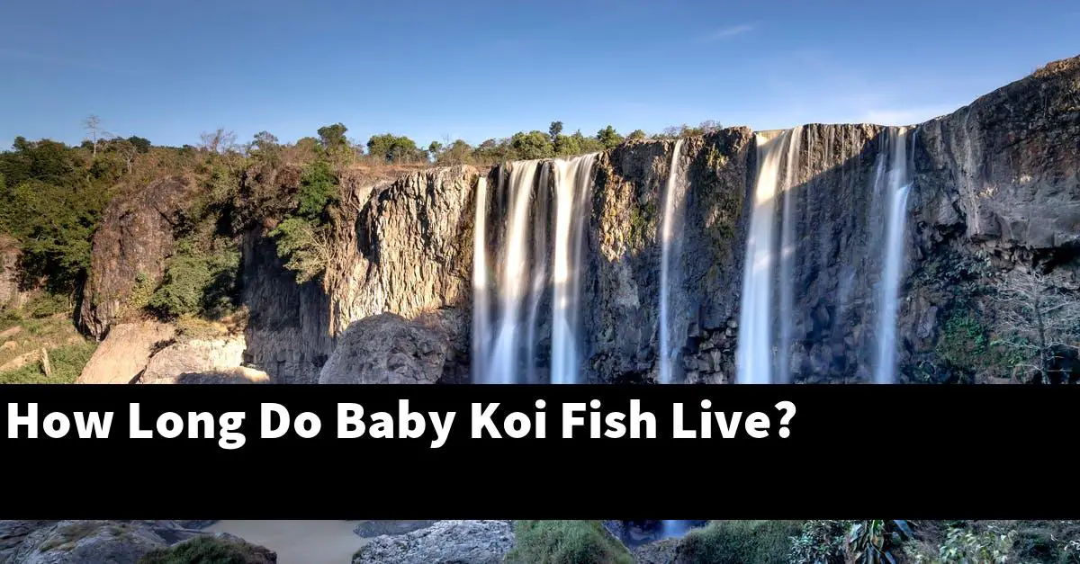 How Long Do Baby Koi Fish Live?