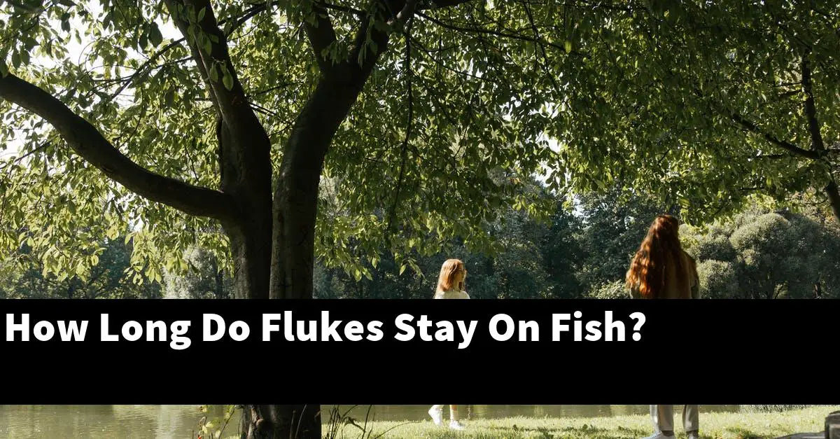 How Long Do Flukes Stay On Fish?