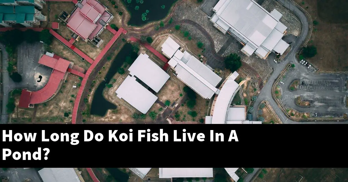 How Long Do Koi Fish Live In A Pond?