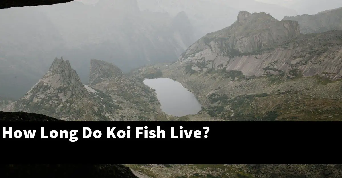 How Long Do Koi Fish Live?