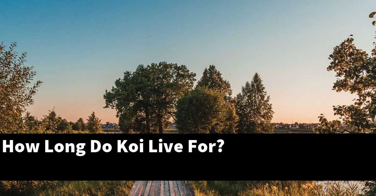 How Long Do Koi Live For?