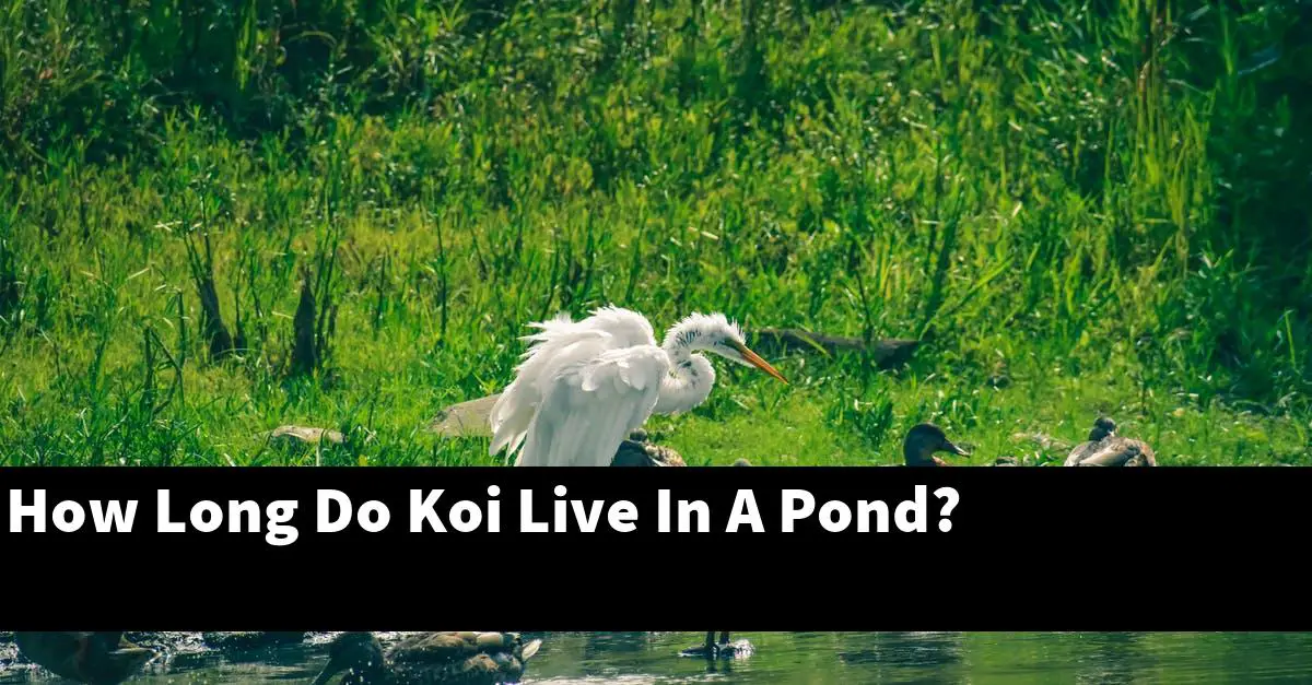 How Long Do Koi Live In A Pond?