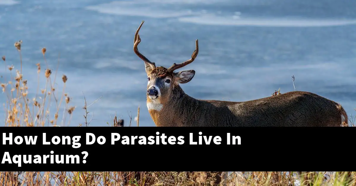 How Long Do Parasites Live In Aquarium?
