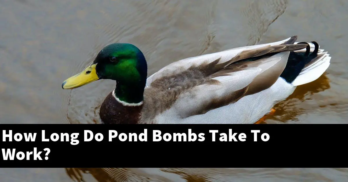 How Long Do Pond Bombs Take To Work?