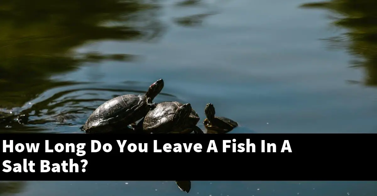 How Long Do You Leave A Fish In A Salt Bath?