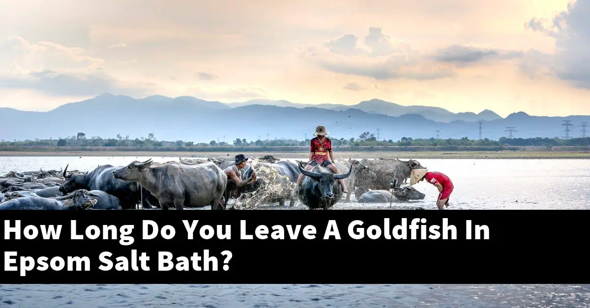How Long Do You Leave A Goldfish In Epsom Salt Bath?
