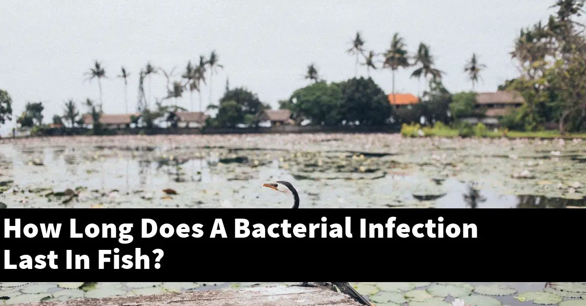 How Long Does A Bacterial Infection Last In Fish?