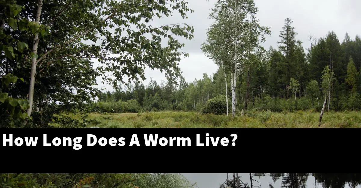 How Long Does A Worm Live?