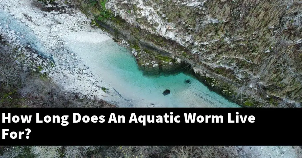How Long Does An Aquatic Worm Live For? [2023 Guide] Gold Koi Fish
