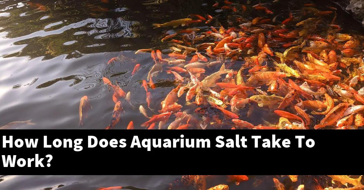 How Long Does Aquarium Salt Take To Work?