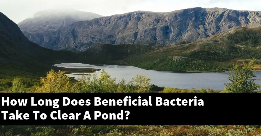 How Long Does Beneficial Bacteria Take To Clear A Pond? [2024 Guide