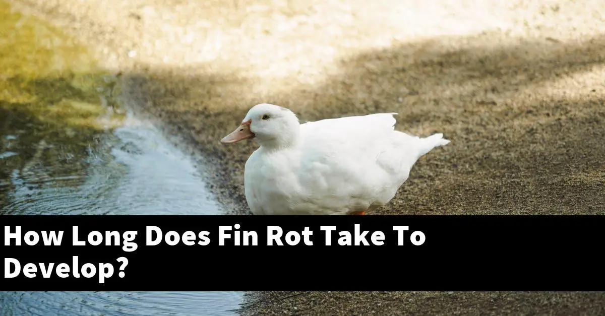 How Long Does Fin Rot Take To Develop?