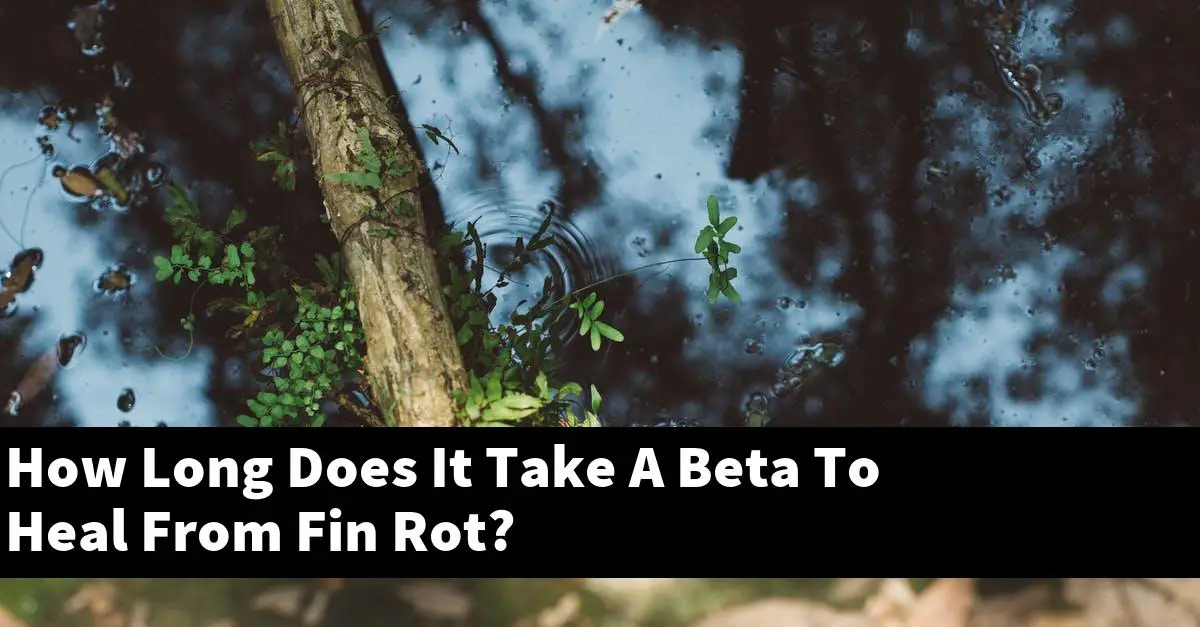 How Long Does It Take A Beta To Heal From Fin Rot?
